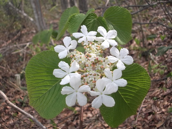 c0233141_11345073.jpg