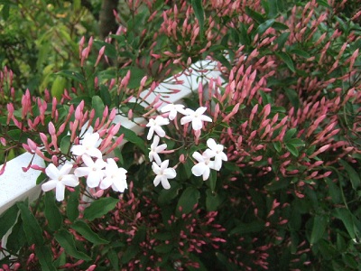 e0225164_653417.jpg
