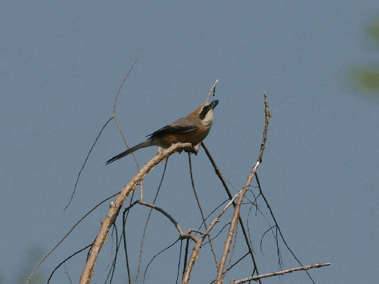 f0208666_1749721.jpg