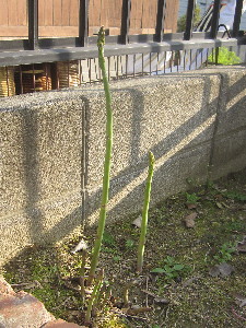 c0208974_21394211.jpg