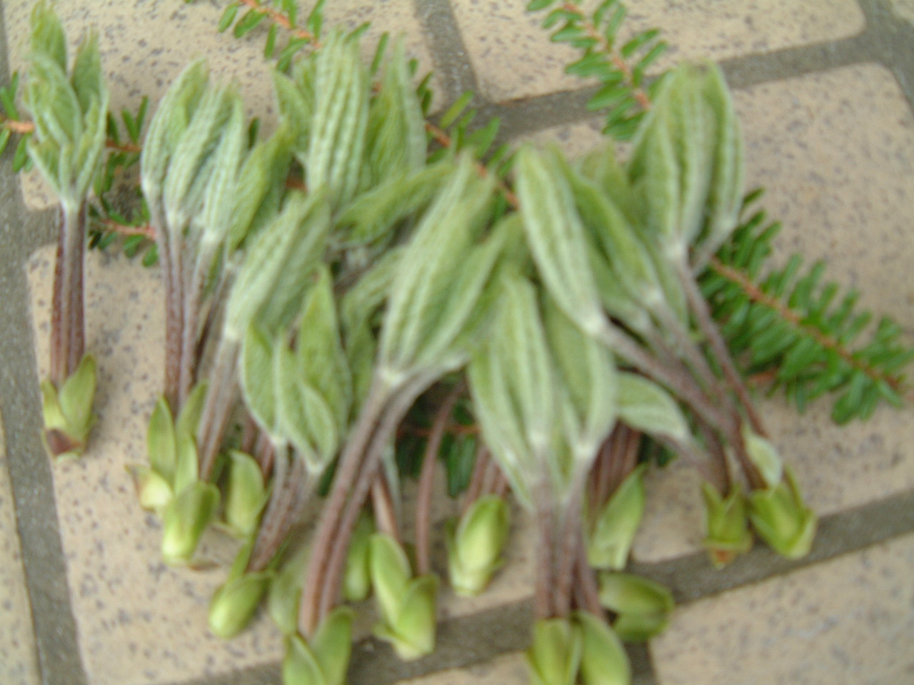 c0237780_934799.jpg