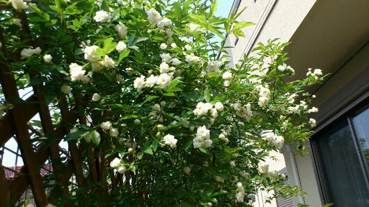 d0158780_9294647.jpg