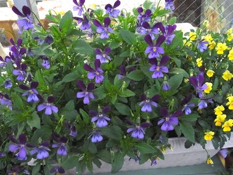 f0014980_126890.jpg