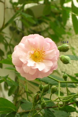 f0166982_21124919.jpg