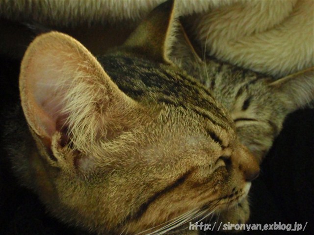 a0159490_15532913.jpg