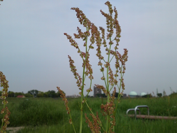 a0031000_16313410.jpg