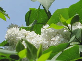 c0152002_104913.jpg