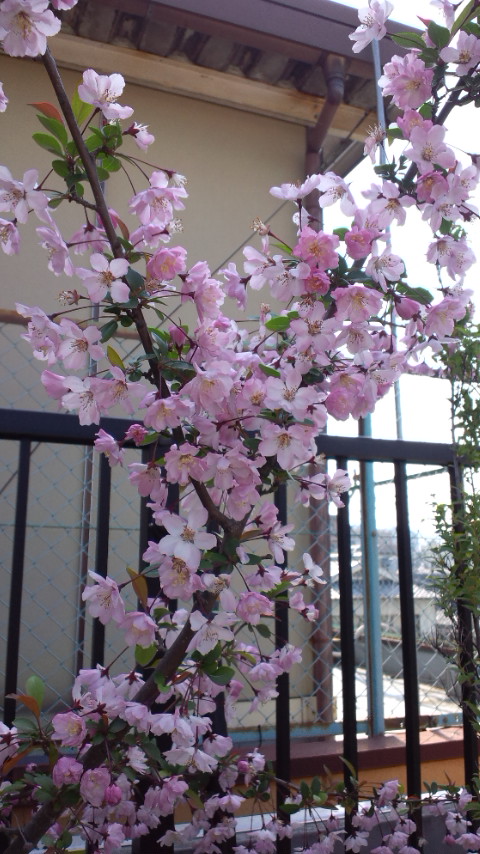 c0219015_16463665.jpg