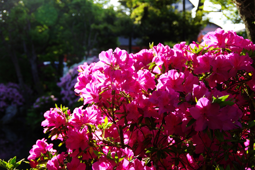 d0250028_618141.jpg