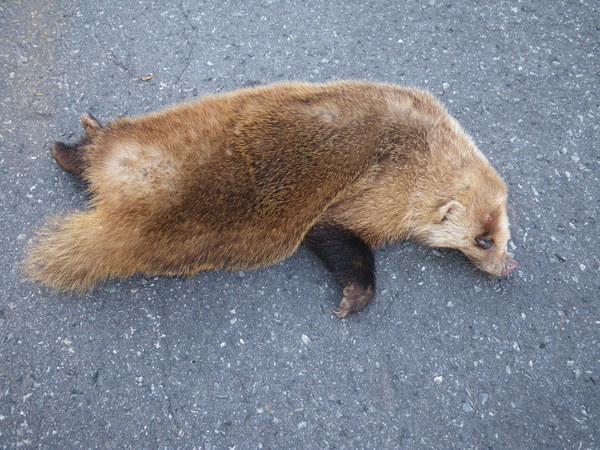 f0118332_030741.jpg