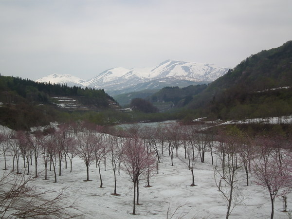 f0118332_2333272.jpg