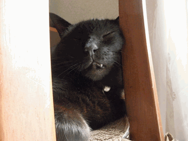 c0136736_21511322.gif