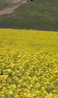 a0050838_9272086.jpg
