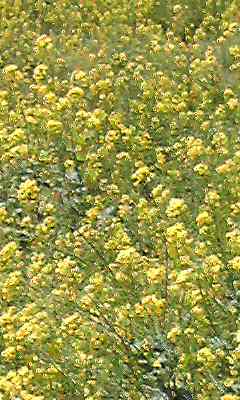 a0050838_9274338.jpg