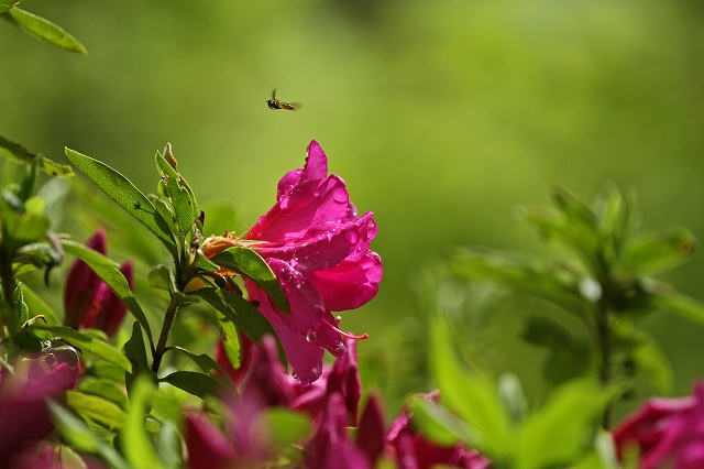 a0242438_18201314.jpg
