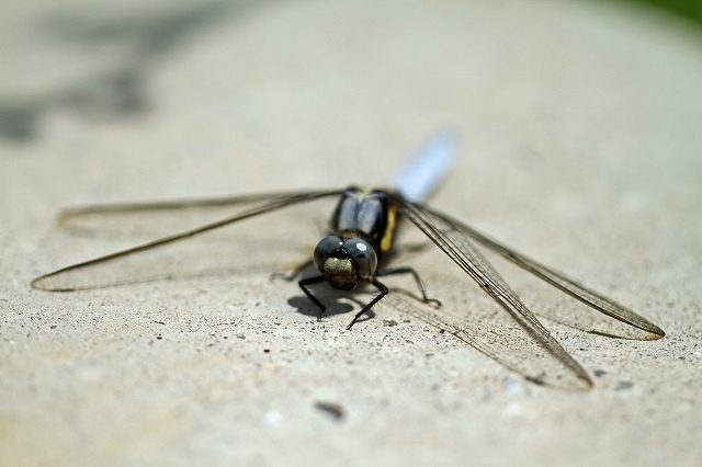 a0242438_18213525.jpg