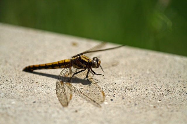 a0242438_18214039.jpg