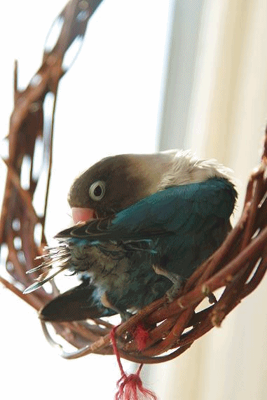 c0145250_11582471.gif
