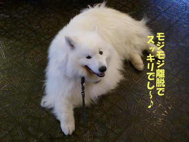 e0176159_11382323.jpg