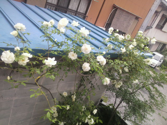 c0172261_1425956.jpg