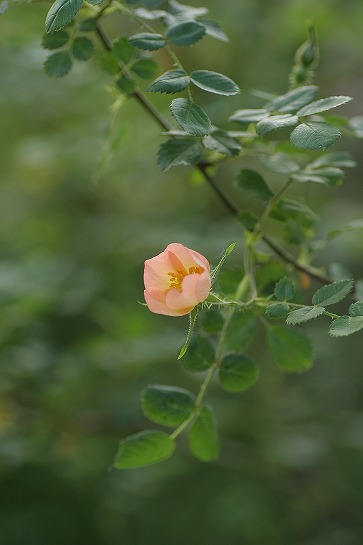 c0186463_1825228.jpg
