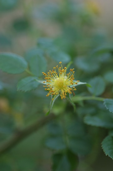 c0186463_18264227.jpg