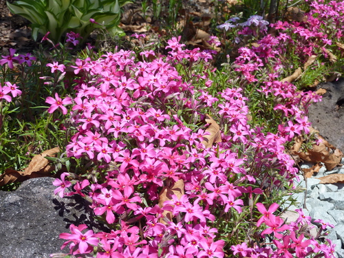 e0207477_054252.jpg