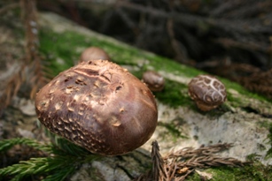 c0057781_11503727.jpg