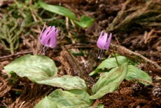 c0057781_11572777.jpg