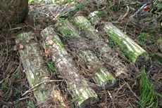 c0057781_1204012.jpg