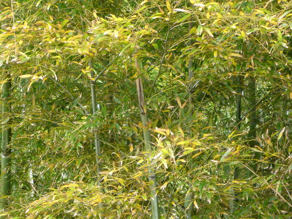 a0212807_1115335.jpg