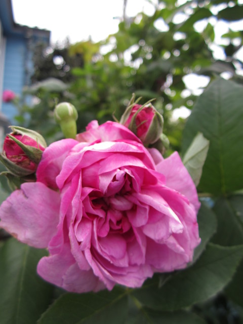 d0070113_1442496.jpg