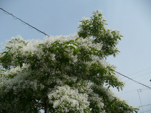 c0009528_7574769.jpg