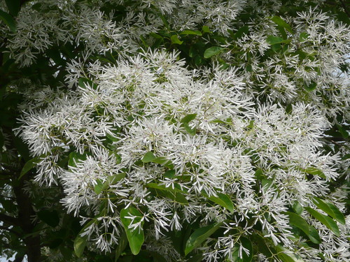 c0009528_7582199.jpg