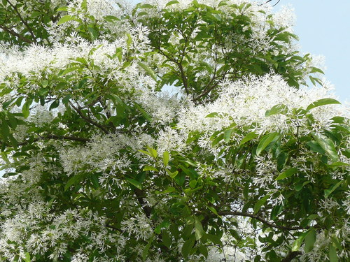 c0009528_758481.jpg