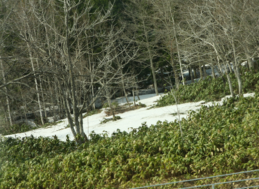 e0138031_735963.jpg
