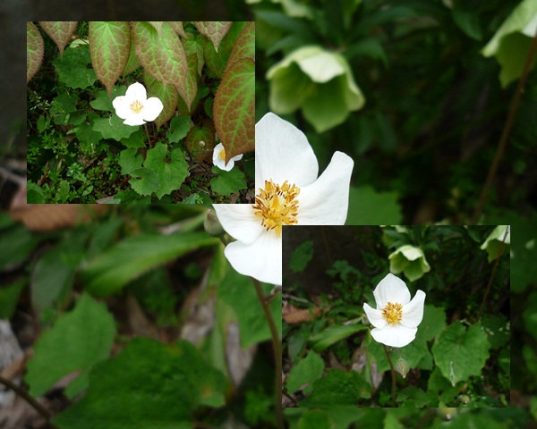 d0037233_847711.jpg
