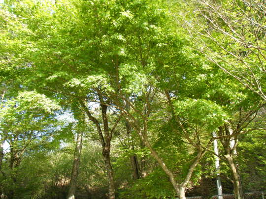 b0102639_11543973.jpg