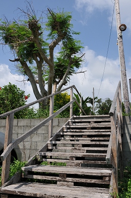 a0182241_16383550.jpg