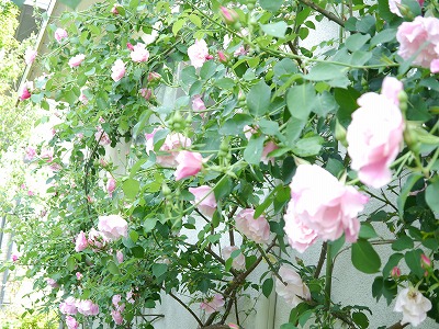 e0131959_10162928.jpg