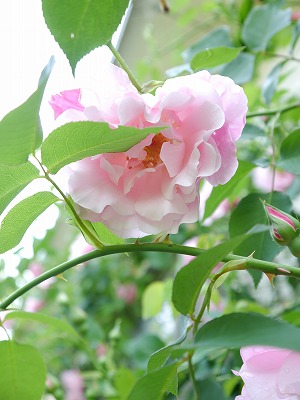 e0131959_10165147.jpg