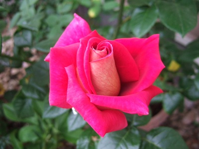 e0225164_532668.jpg