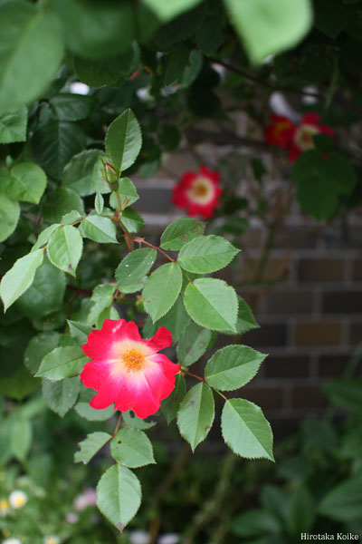c0161578_1618450.jpg