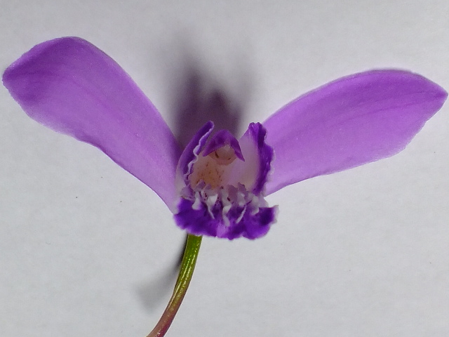 e0145782_9123620.jpg