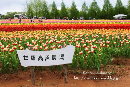 d0148187_1101110.jpg