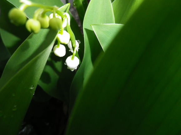 c0185207_18414191.jpg