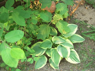 e0271409_2050543.jpg