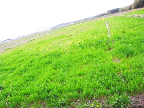 c0116714_12374129.jpg