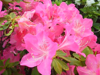 a0268821_1454911.jpg