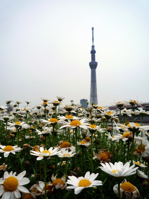 d0037233_14382543.jpg